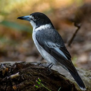 Grey Butcherbird