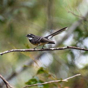 Grey Fantail