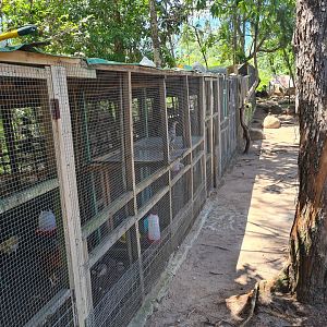 Île Moyenne - domestic fowl "aviary"