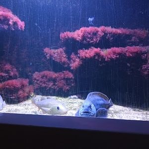 Wolf Eel and Atlantic Cod Tank