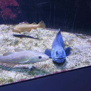 Atlantic Cod and Wolf Eel