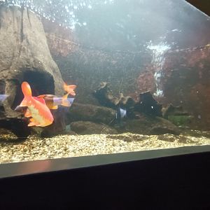 Goldfish and Wels Catfish Tank