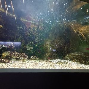 Native carnivorous Fish Tank
