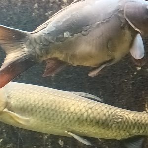 Common Carp and Grass Carp