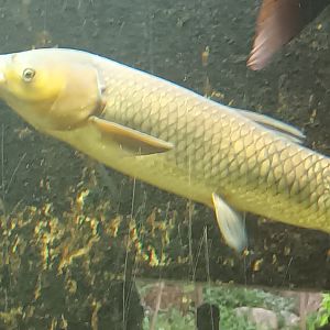 Grass Carp