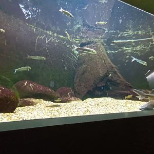 Common Minnow and Sterlet Tank