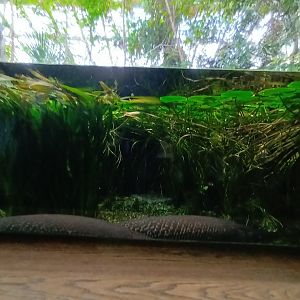 Alligator Gar and Northern Cardinal Enclosure