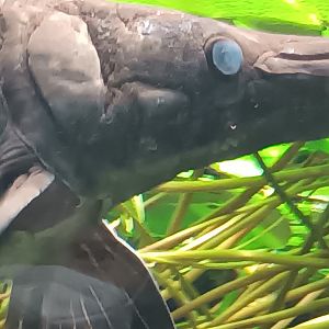Alligator Gar Closeup