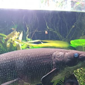Alligator Gar