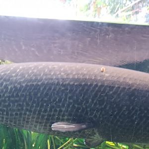 Alligator Gar
