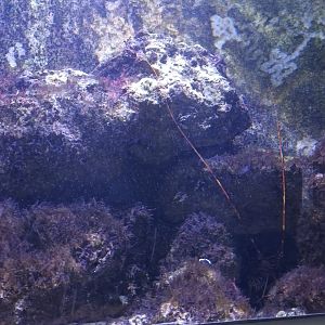 European Spiny Lobster Tank