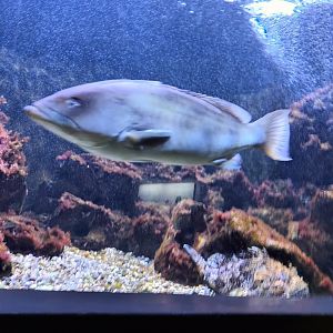 Predators of the Mediterrrenean Tank