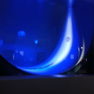 Moon Jellyfish Tank
