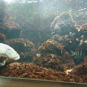Dusky Grouper and Mediterranean Moray Eel Tank