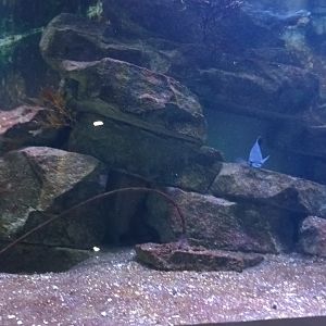 California Kelp Forest Tank