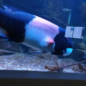 California Sheepshead