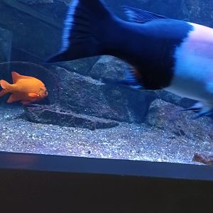 California Sheepshed and Garibaldi