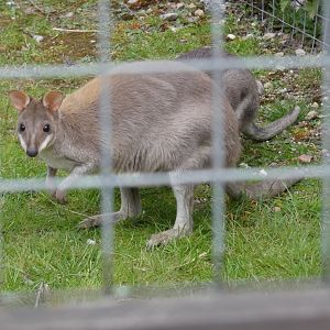 Dusky pademelon