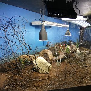 Mixed Madagascan reptile enclosure