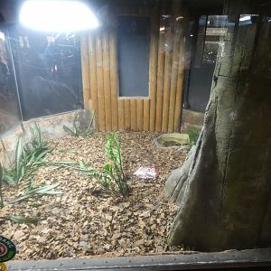 Gaboon viper enclosure