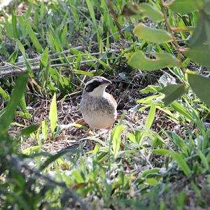 Stripe-headed Sparrow