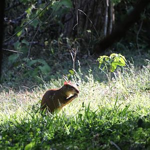 Central American Agouti