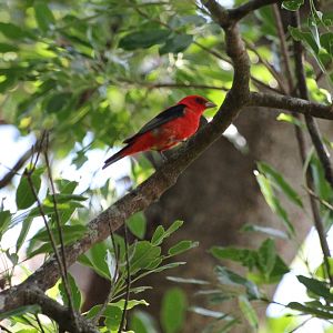 Scarlet Tanager