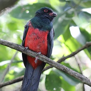 Slaty-tailed Trogon
