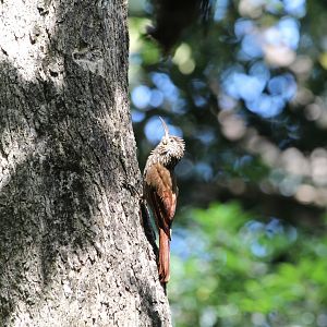 Streak-headed Woodcreeper