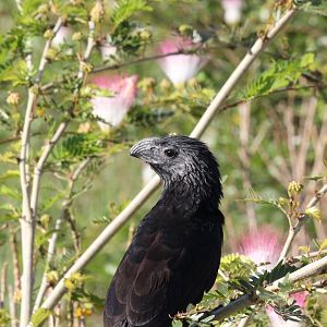 Groove-billed Ani