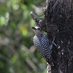 Hoffman's Woodpecker