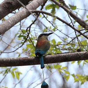 Torquoise-browed Motmot