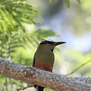 Turquoise-browed Motmot