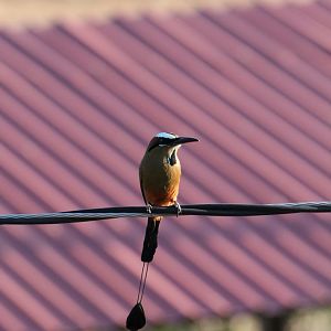 Turquoise-browed Motmot