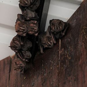 Bat - species?