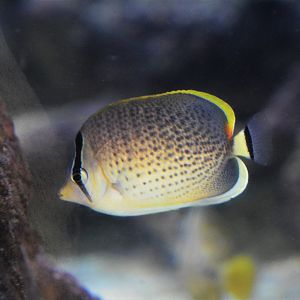 Peppered butterflyfish (Chaetodon guttatissimus)