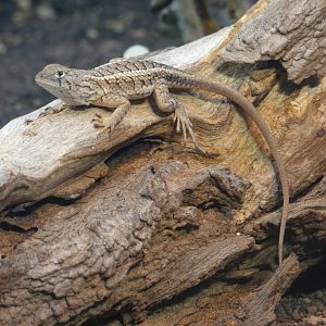 Madagascan three-eyed iguana