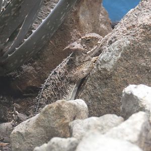 Regal horned lizard