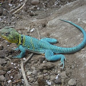 Eastern collared lizard