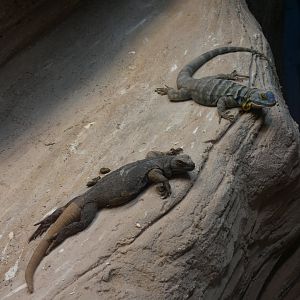 Chuckwalla and Baja blue rock lizard