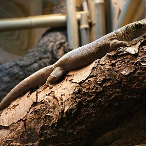 Standing's day gecko