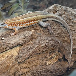 Peter's Madagascar plated lizard
