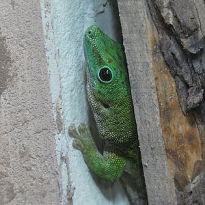 Koch's giant day gecko