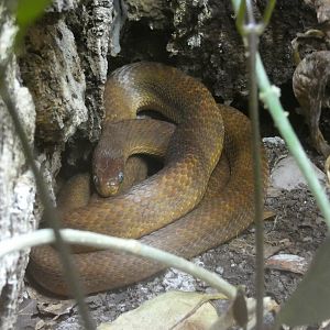 West African egg-eating snake