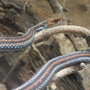 San Francisco garter snake