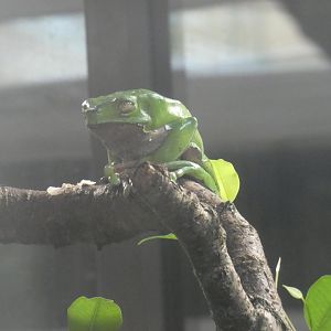 Giant waxy monkey frog