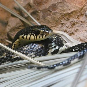 Madagascar hog-nose snake