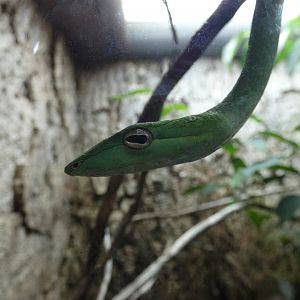 Vine snake