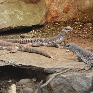 Common desert iguana