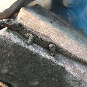 Flame-bellied zonure